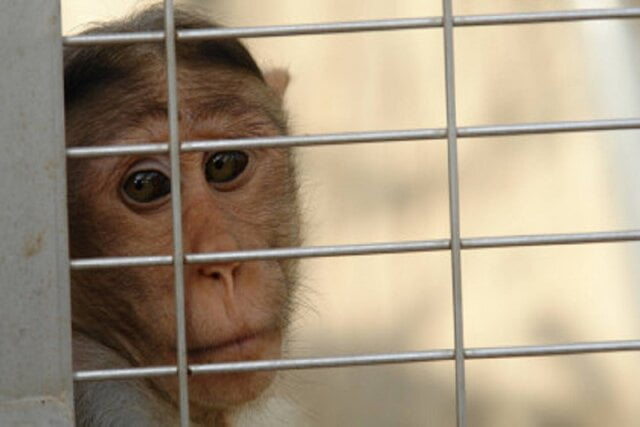 بیانیه ایلان ماسک شکنجه میمون ها را متهم کرد