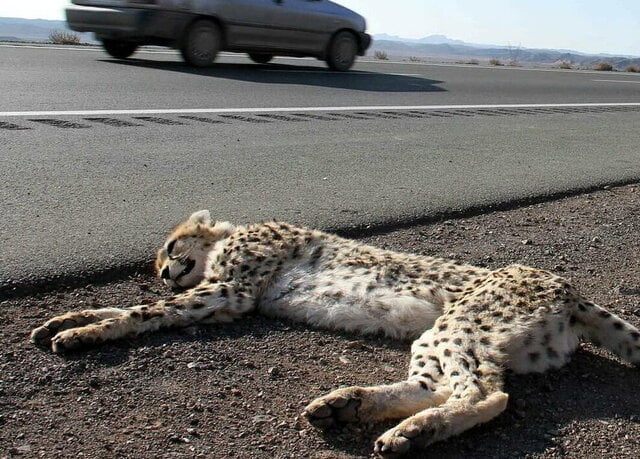 جاده ها علیه حیات وحش / تصادفات عامل 52 درصد مرگ و میر ببرها است