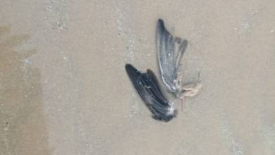 علل مرگ پرندگان در ساحل گناوه در دست بررسی است