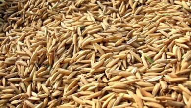 تولید کنندگان گندم در حال حاضر به فکر تهیه بذر خود هستند