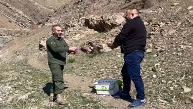 نجات ۳۳ قطعه کبک وحشی در فصل زادآوری و بازگشت آنها به طبیعت - خبرگزاری مهر | اخبار ایران و جهان