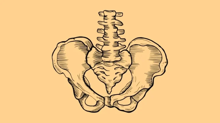 سلامت عضلات کف لگن: همه چیز درباره تشخیص و درمان مشکلات لگنی